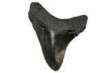 Juvenile Megalodon Tooth - South Carolina #340742-1